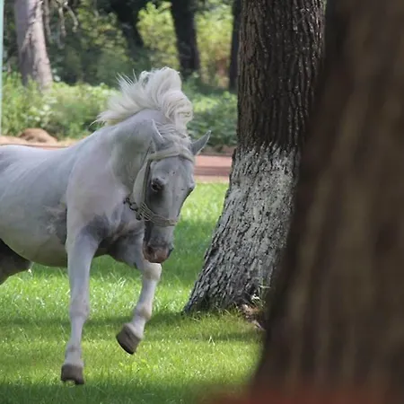 Divjaka Resort 리조트 디비아커