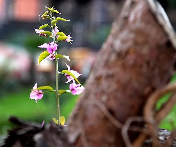 Resort Divjaka Resort