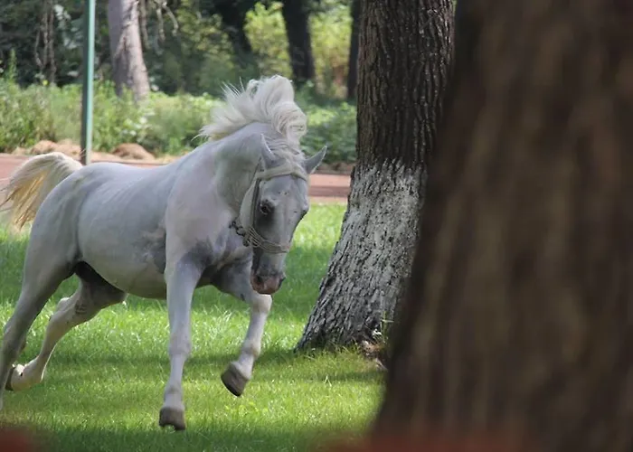 Divjaka Resort Resort Divjake